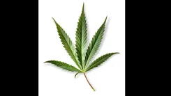 Acidentes de trabalho e cannabis: o fim da dor crônica?