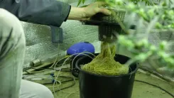 Raízes de cannabis: o potencial médico esquecido da planta