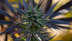 La legalización del cannabis reduce el consumo en California