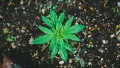 10 hechos que marcaron 2025 en el sector de cannabis en Brasil y a nivel internacional