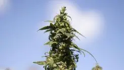 Cannabis contra os danos do sol? Ciência encontra nova aplicação para a planta
