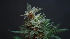 O que é Cannabis? Usos, componentes e diferenças para cânhamo e maconha