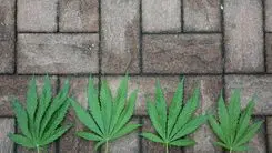Concreto de cânhamo ganha força no Havaí com novo projeto de lei aprovado