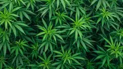 Embrapa promove debate sobre oportunidades para a cadeia da cannabis no Brasil e América Latina
