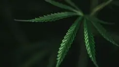 Conferência na Suíça reúne especialistas brasileiros para discutir evidências sobre cannabis medicinal