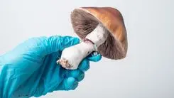 Uso de psilocibina cresce nos EUA e já alcança 2,8% da população, aponta estudo