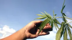ADHD and cannabis: what studies reveal in the UK
