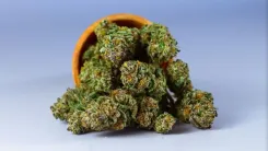 Amnesia Haze: Origen, Efectos, Sabores y Guía de Cultivo