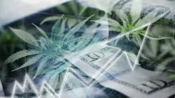 Rendimento da cannabis: qual genética da planta lucra mais?