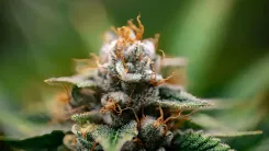 Efecto Trump en el cannabis: cómo el cambio regulatorio en EE. UU. puede transformar a Uruguay en un hub de exportación hacia Brasil