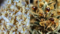 Separação triboeletrostática cannabis eleva THC total 115%