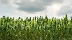 Expoagro Afubra 2026 debate cannabis como alternativa no agro
