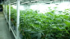 Cannabis em estufa: estudo revela vantagem econômica