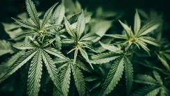 Cannabis e canabidiol: USP recebe prêmio internacional