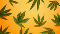 Legalización de la cannabis puede reducir el uso de opioides, según un estudio con 28 mil personas