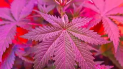 Cannabizetol e cannabitwinol ampliam fronteira da pesquisa sobre canabinoides raros