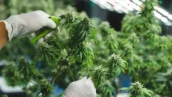 Curso aborda manejo de plantas-mãe e clonagem de cannabis