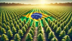 Informe destaca el cáñamo industrial como solución sostenible y estratégica para Brasil