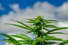 Libro revela el poder terapéutico de la cannabis y refuerza a Portugal como polo global del sector