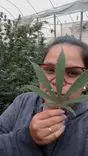 Da dor ao alivio: cuando el cannabis se convierte en aliado en el tratamiento del cáncer