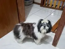 Dermatitis Atópica: Conoce la historia del Shih Tzu que mejoró su calidad de vida con el uso de aceite de cannabis