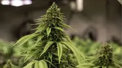 43º CIOSP debate el futuro de las terapias cannabinoides en Odontología