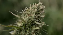 ¿Flor masculina en cannabis? Entiende por qué aparece y qué hacer