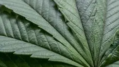 La Orden SDR/MAPA nº 815 abre un plazo para sugerencias sobre plantas cultivadas en el territorio nacional