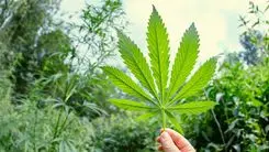 Nueva técnica utiliza luz para prever el contenido de cannabinoides semanas antes de la cosecha