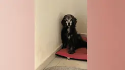 Envelhecer com menos dor: como a cannabis tem ajudado cães idosos a viver melhor
