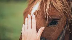 El cannabidiol mejora el estado emocional de los caballos, señala un estudio de la UnB