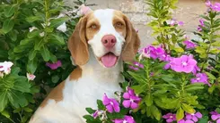 Conheça Flora, a cachorrinha que superou convulsões com a ajuda da cannabis