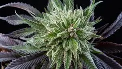Mimosa: la variedad de cannabis que revolucionó el mercado