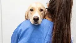 El uso de Cannabis sativa avanza en la medicina veterinaria de pequeños animales, según un estudio brasileño