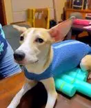 Cachorrinha diagnosticada con cinomose sale de estado vegetativo y vuelve a andar con tratamiento cannábico