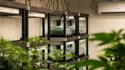 Comercialización de semillas y clones de cannabis psicoactiva avanza con nuevas licencias