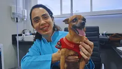  Cannabis bom para cachorro: como a cannabis tem transformado a vida dos pets 