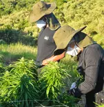 O impacto das eleições na cannabis medicinal