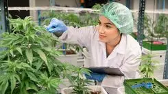 Anvisa propone reglas estrictas para el cultivo de cannabis destinado a la investigación en Brasil