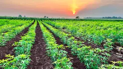 Cáñamo en la COP 30: el aliado verde que Brasil sigue ignorando