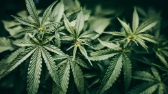 Exportação de cannabis dispara em Portugal em 2026