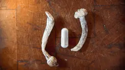 EE.UU. aumenta la producción legal de psilocibina y DMT para estudios médicos en 2026