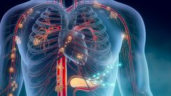 Sistema endocanabinoide: como o corpo humano que interage com a cannabis?