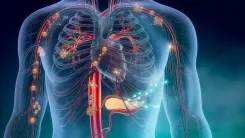 Guia explica sistema endocanabinoide e canabinoides
