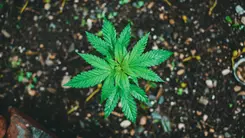Cultivar es escuchar: el poder del suelo vivo en el cannabis sostenible
