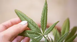 ¿Qué es la cera de cannabis? Guía explica composición, producción y diferencias entre concentrados