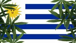 Venta de cannabis en Uruguay alcanza récord y crece una tonelada en 2025