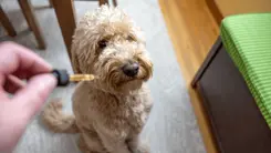 Evolución y desafíos de la medicina veterinaria en Brasil en la prescripción de cannabis medicinal