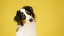 Veterinaria alerta sobre riesgos de aceites de uva y aguacate y destaca beneficios del cannabis para mascotas