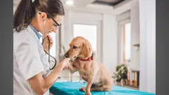 El CBD muestra eficacia en la osteoartritis, la epilepsia y las inflamaciones caninas, según un estudio